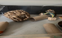 Gerbil rodents for sale: Gerbil for sale  - Image 1