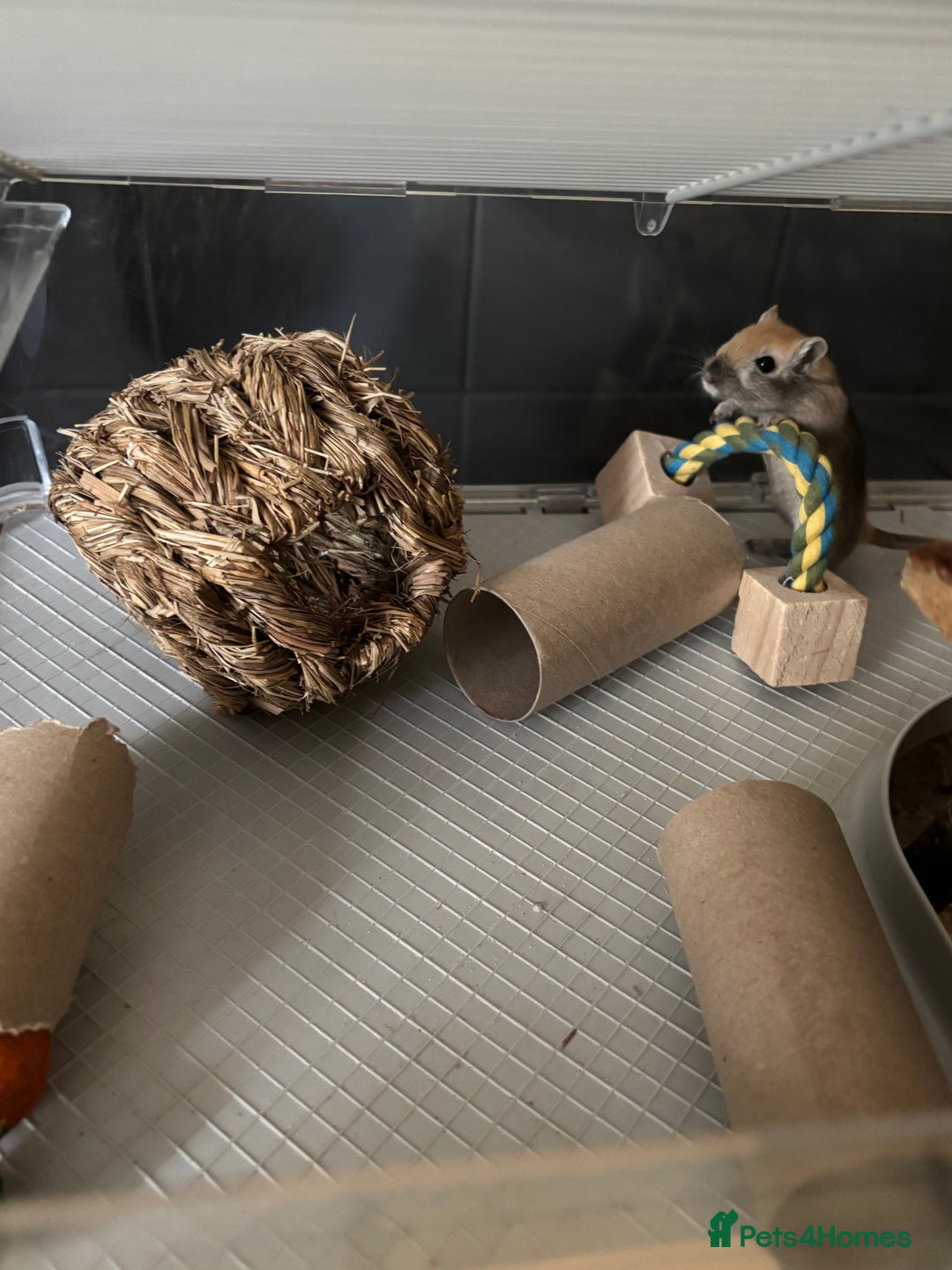 Gerbil rodents for sale: Gerbil for sale  - Image 1