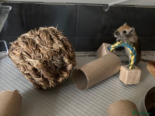 Gerbil rodents - Advert 1