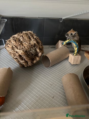 Gerbil rodents - Advert 1