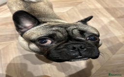 Frug dogs for sale: 2 year old Frug for sale - Image 5