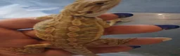 Bearded Dragon reptiles for sale: Baby bearded dragons  - Advert 14