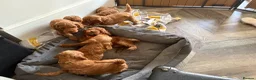 Cockapoo dogs for sale: F1B miniature cockapoo puppies. - Advert 8