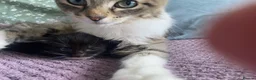 American Shorthair cats for sale: 2 sweet kittens girls and a gorgeous mama  - Advert 3
