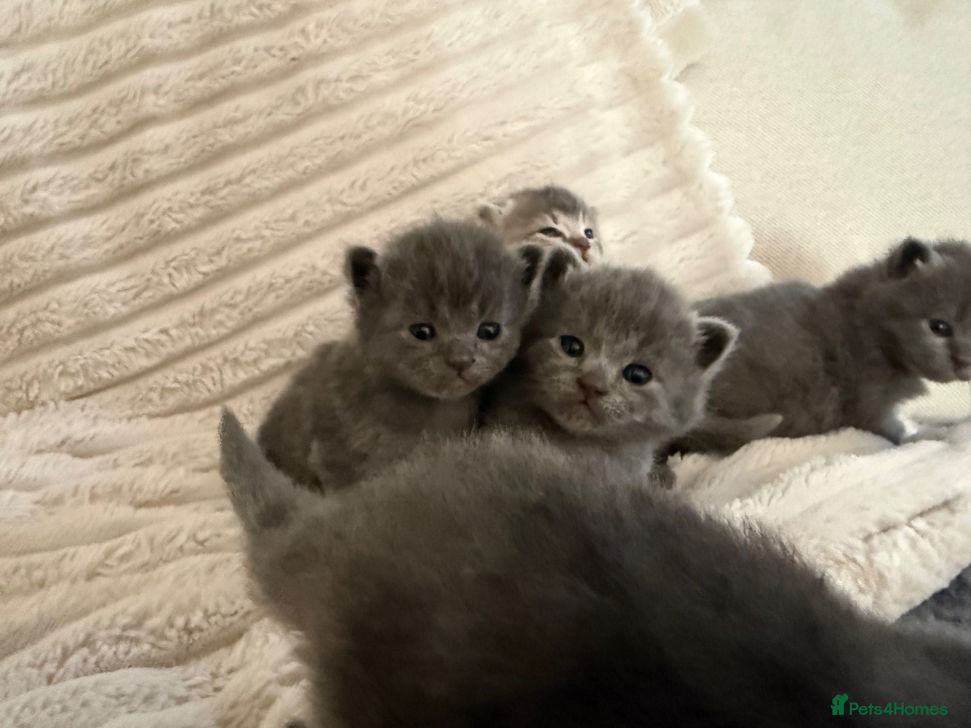 Scottish Fold cats beautiful blue Scottish fold 1 female 1 male  - Advert 12