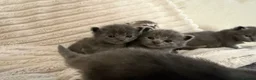 Scottish Fold cats for sale: 8 Beautiful blue Scottish folds  - Advert 11