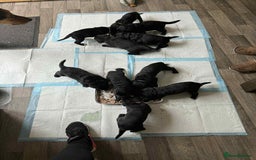 Mixed Breed dogs for sale: Springer Spaniels cross - Image 11