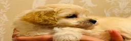 Maltipoo dogs for sale: * Tiny Korean Maltipoo Babies * - Advert 12