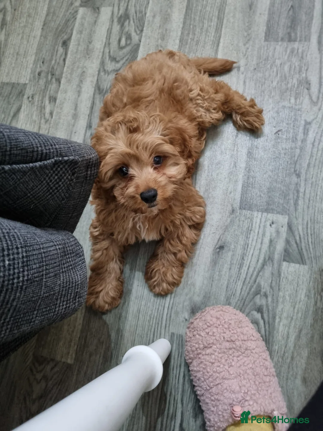 Toy Poodle dogs for stud: 🌹 RED TOY POODLE 9 INCH 2.8 KG HEALTH TESTED 🌹 in Romford - Advert 18
