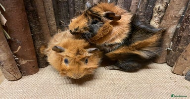Guinea Pig rodents - Advert 13