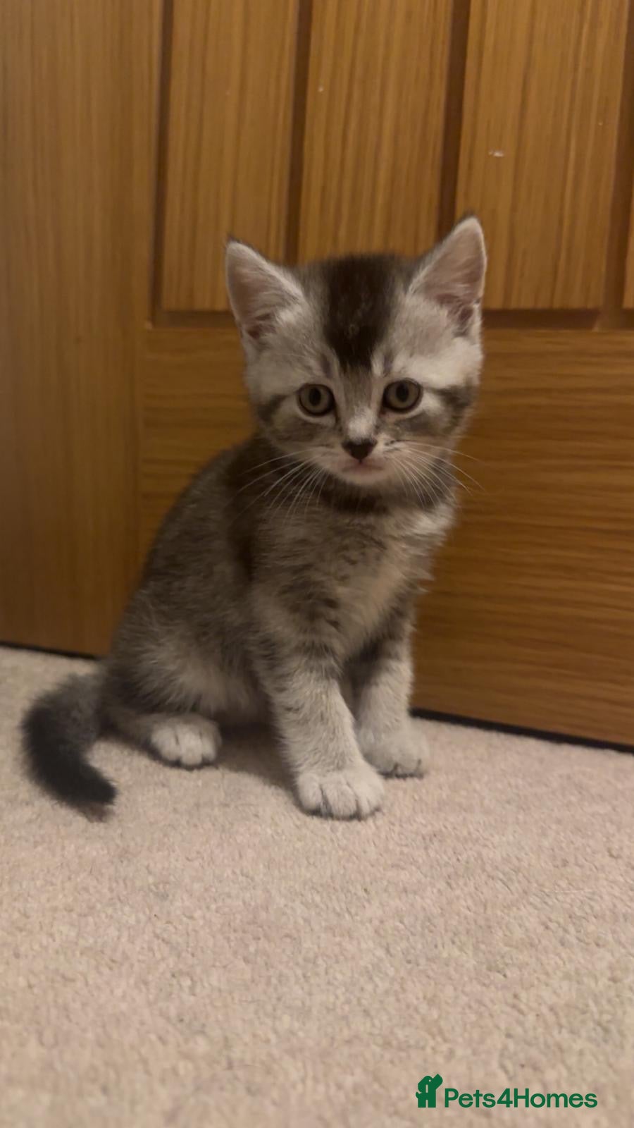 Mixed Breed cats Beautiful boys for sale - Advert 3