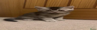 Mixed Breed Kitten 1