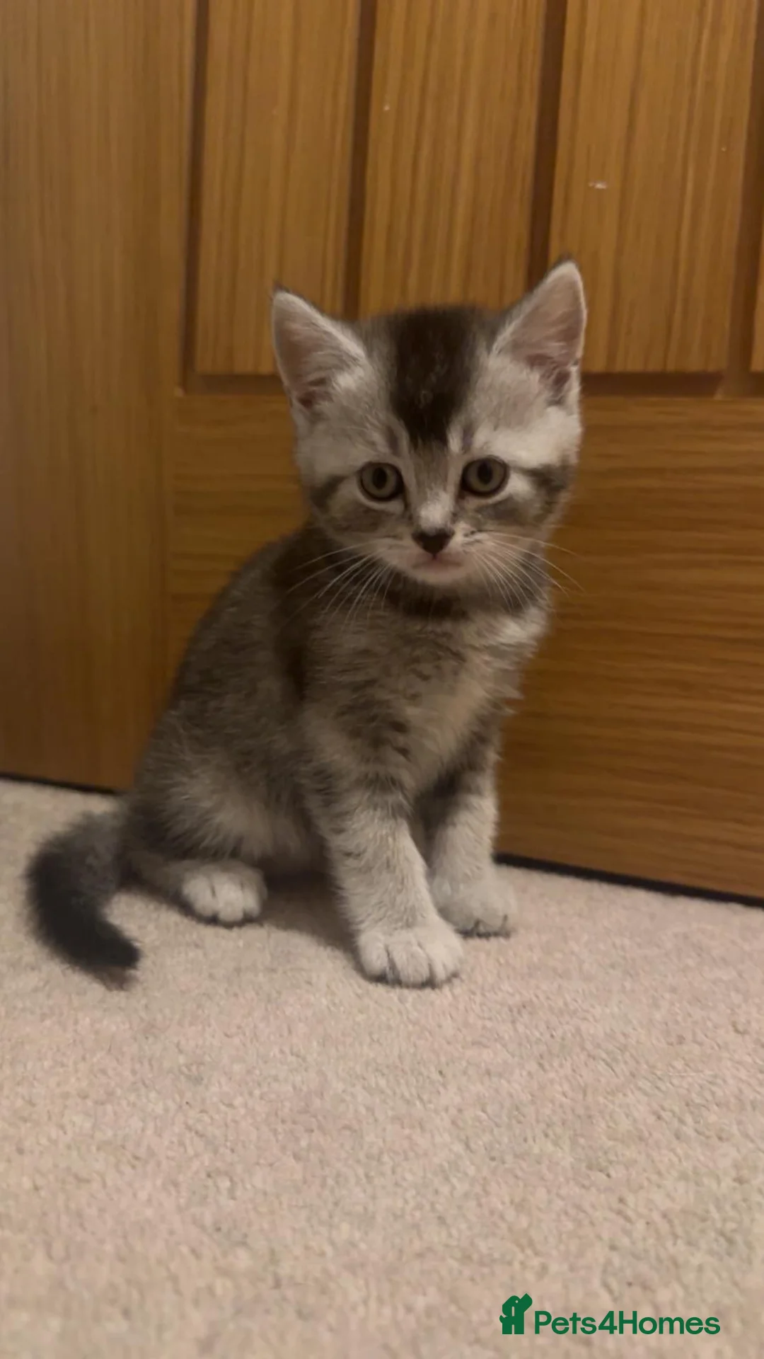 Mixed Breed cats for sale: Beautiful boys for sale - Advert 1