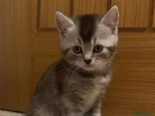 Mixed Breed cats British short hair x domestic shorthair - Advert 1