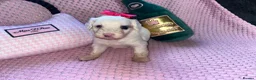 Cockapoo dogs for sale: Stunning cockapoo puppys  - Advert 26
