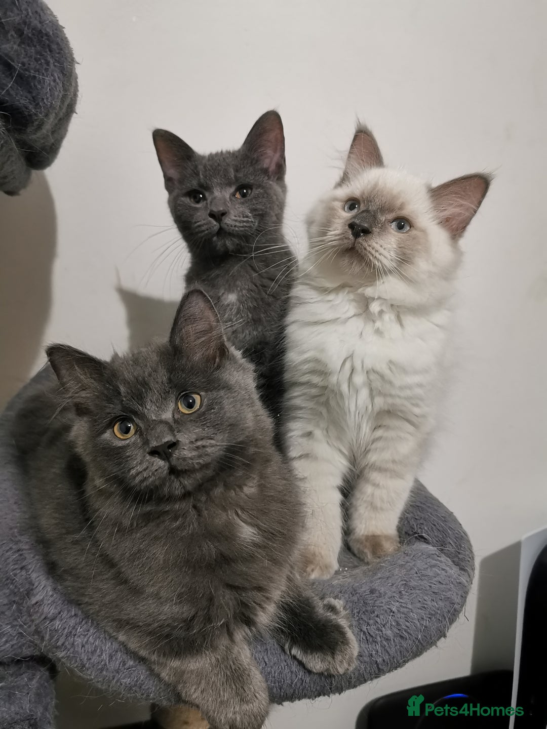 Ragdoll cats for sale: Stunning Ragdoll kittens - Image 1