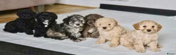 Cavapoo dogs for sale: Last Girl ❤️🐾 Ready to leave! - Advert 14