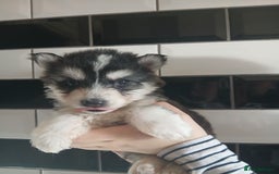 Siberian Husky dogs for sale: Husky pups for sale - Image 2