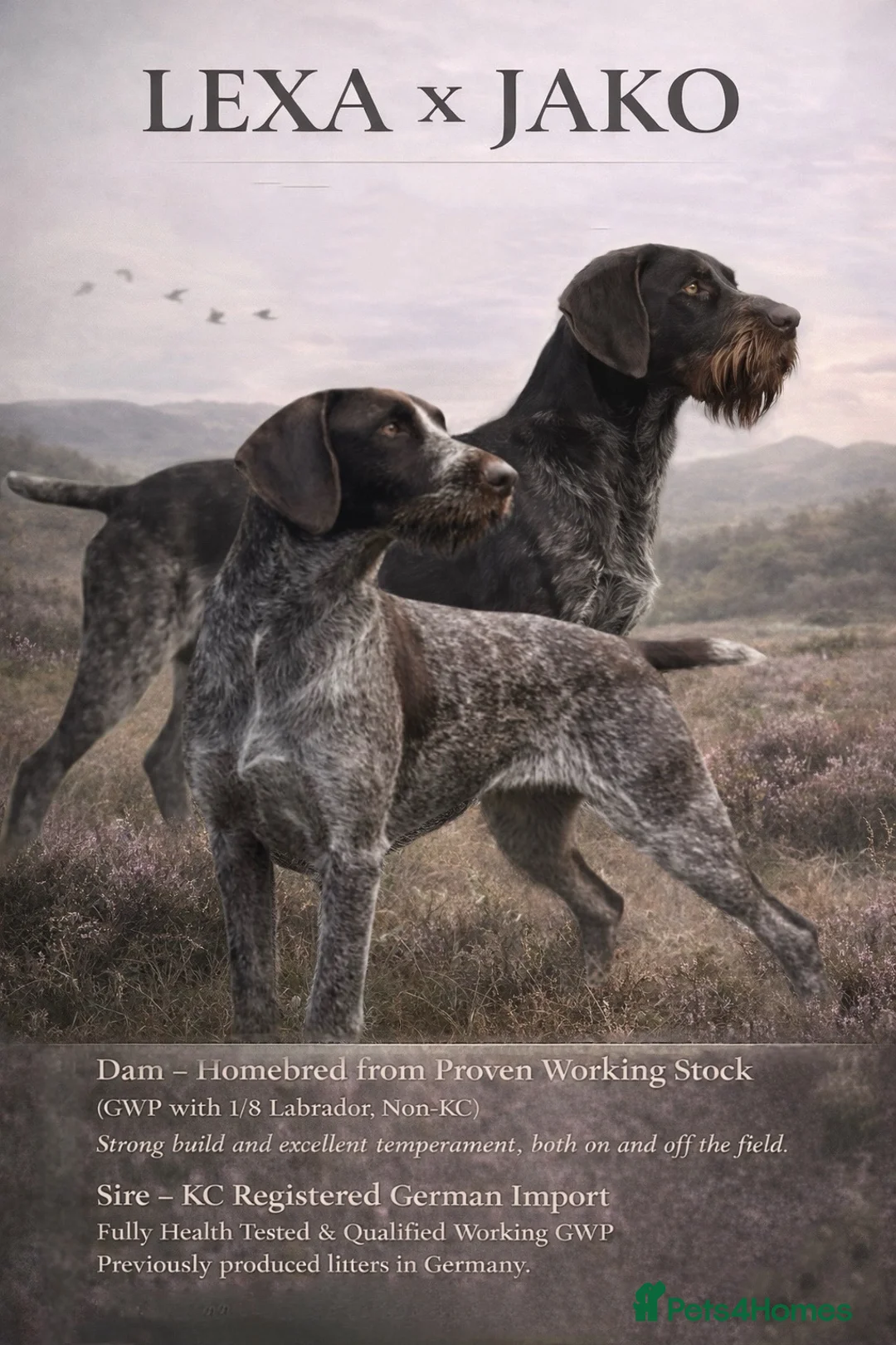 German Wirehaired Pointer dogs for sale: German wirehaired pointer puppies - Advert 2
