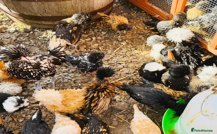Chickens poultry - Advert 15