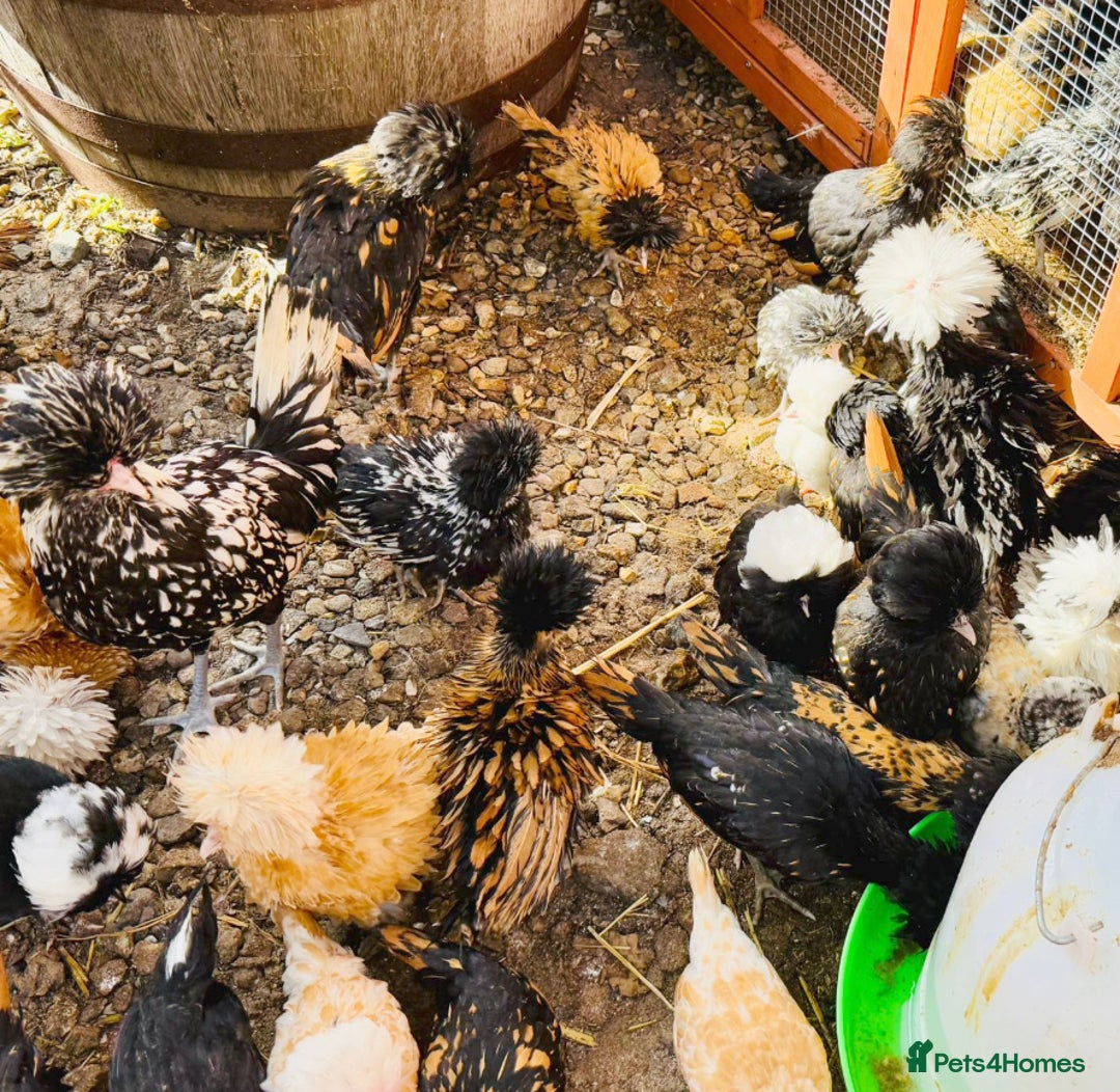 Chickens poultry for sale: Beautiful Polish Chivkens - Smooth & Frizzle! - Image 1