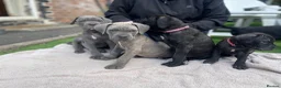Cane Corso dogs for sale: Outstanding ICCF Cane Corso Pups, Family-Guardians - Advert 9