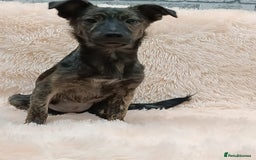 Mixed Breed dogs for adoption: 💖🐶 PRADA 🐶💖 - Image 10
