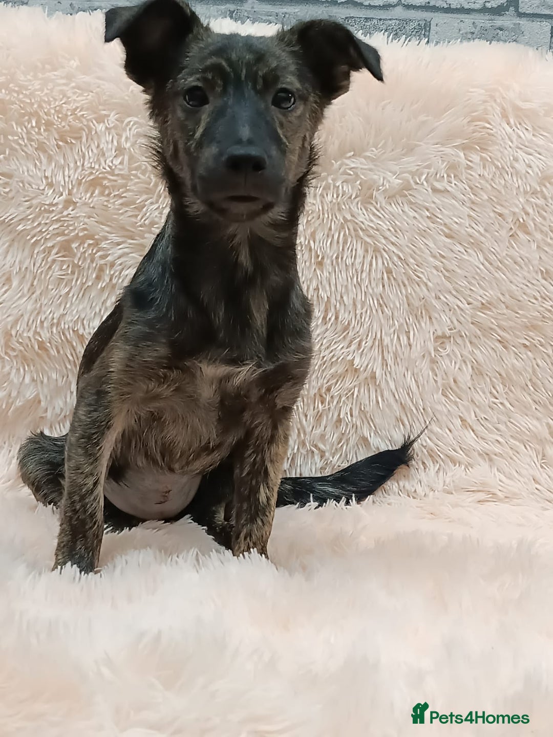 Mixed Breed dogs for adoption: 💖🐶 PRADA 🐶💖 - Image 10
