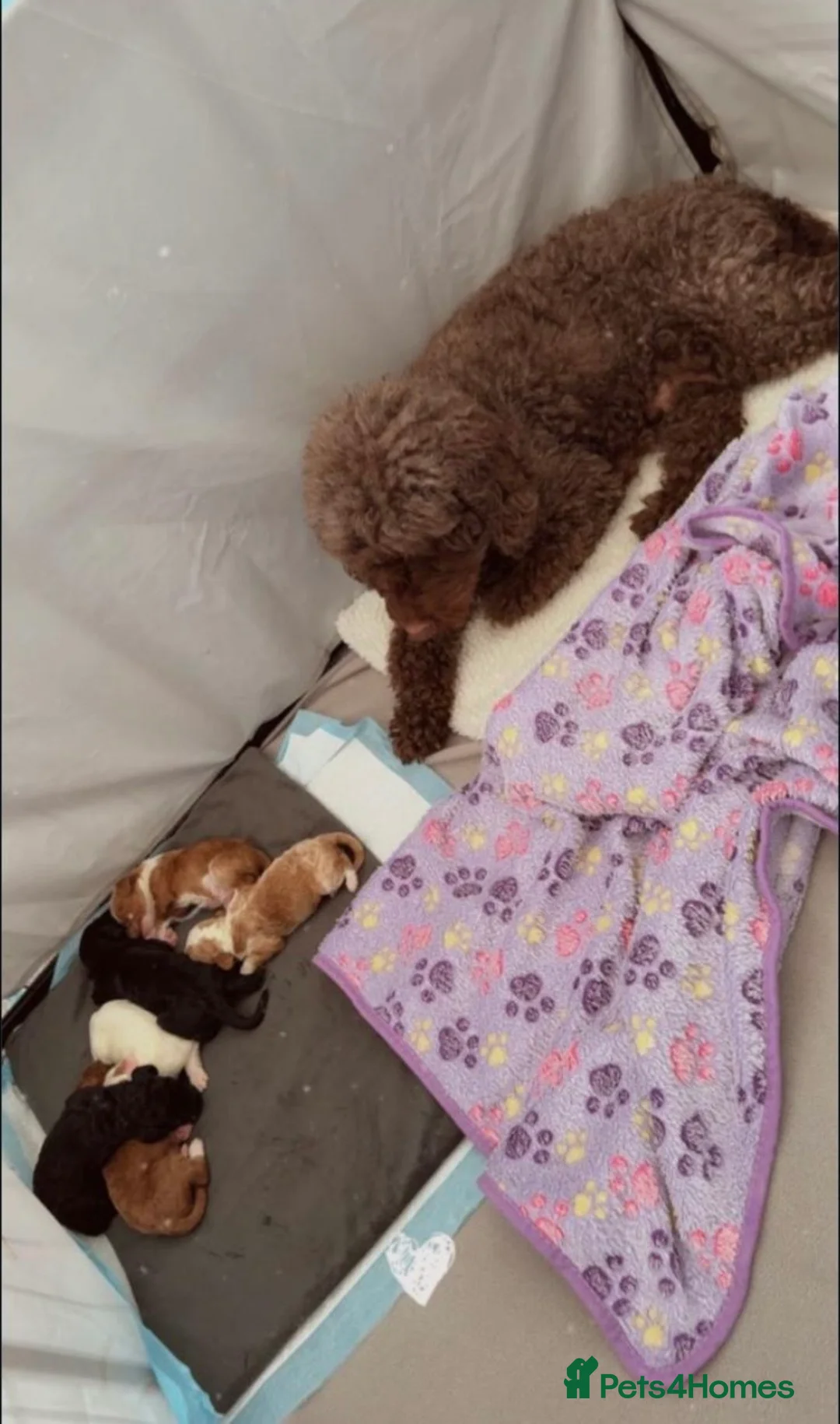 Cockapoo dogs for sale: •cockapoo puppies• gorgeous litter  in Luton - Advert 2