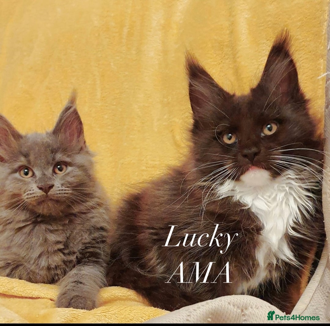 Maine Coon cats for sale: GCCF active / domestic Maine Coon  - Image 17
