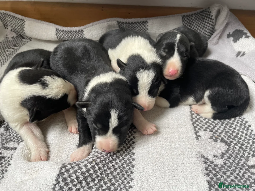 Beautiful Border Collie Coaster - Sheepdog Dog Puppy Farm Farmer Fun Gift #15115