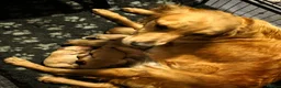 Golden Retriever dogs for sale: 🌟 Beautiful Dark Golden Retriever Puppies 🌟 - Advert 7
