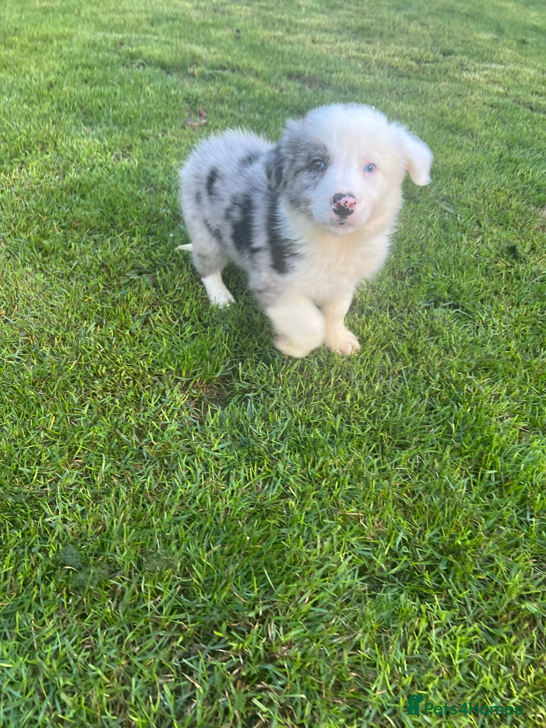 Border Collie dogs for sale: Border Collies READY NOW - Image 15