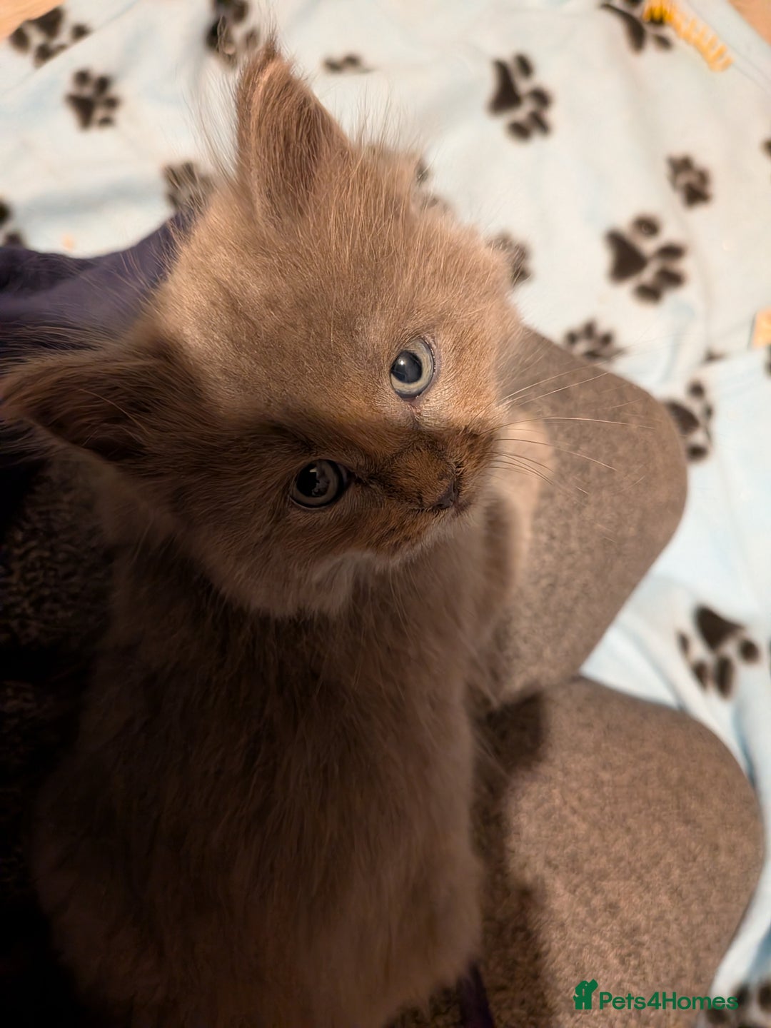 Maine Coon cats for sale: Mainecoon  x ragdolls - Advert 14