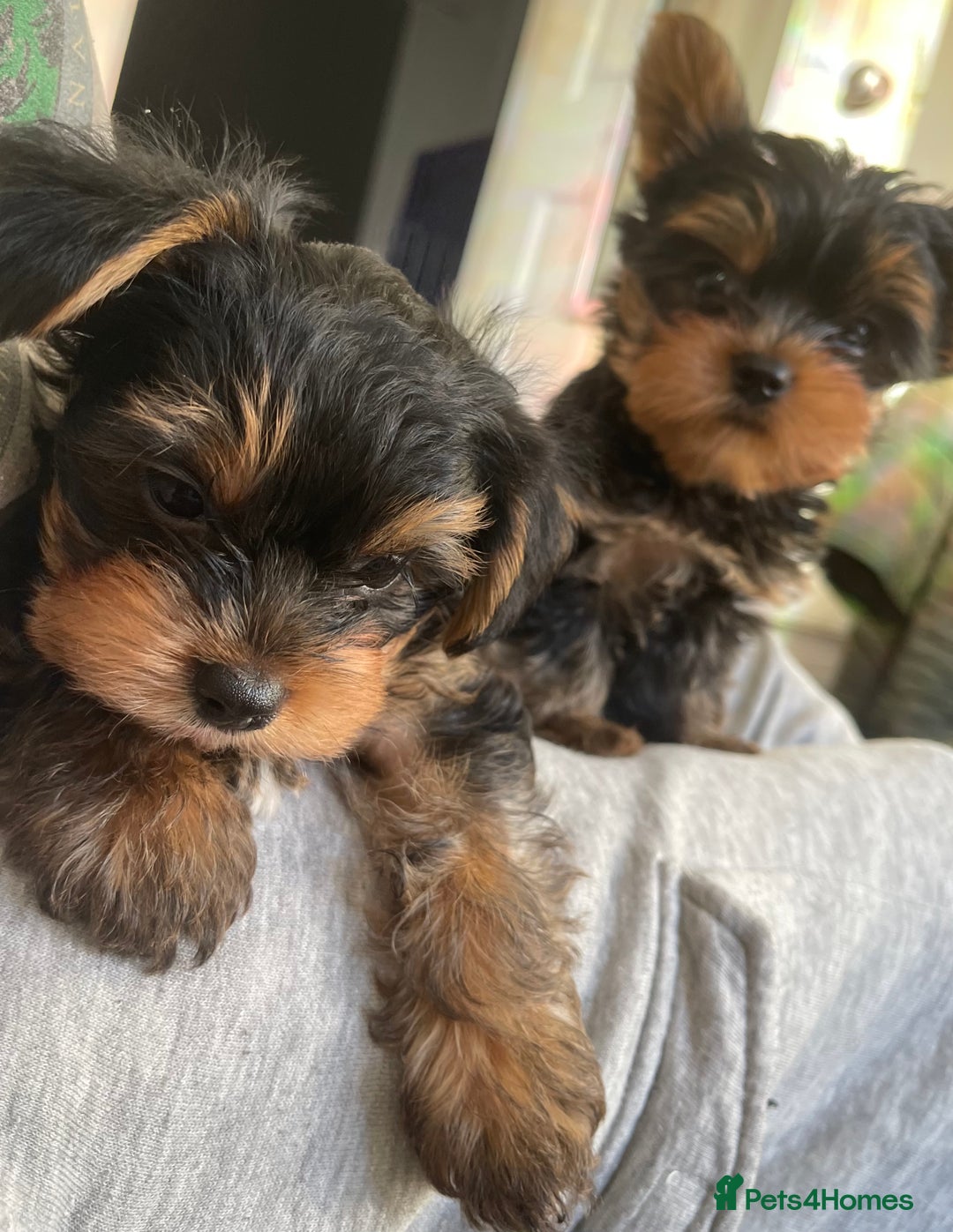 Yorkshire Terrier dogs for sale: Adorable Mini Yorkshire Terrier puppies - Advert 20