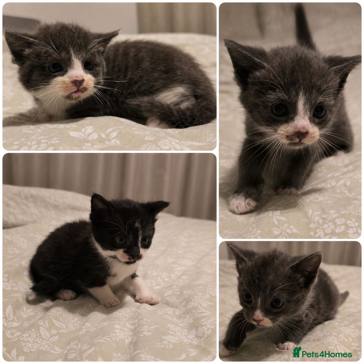 Mixed Breed cats Beautiful grey and white kittens  - Advert 1