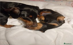 Miniature Dachshund dogs for sale: Miniature short haired daschunds  - Image 12