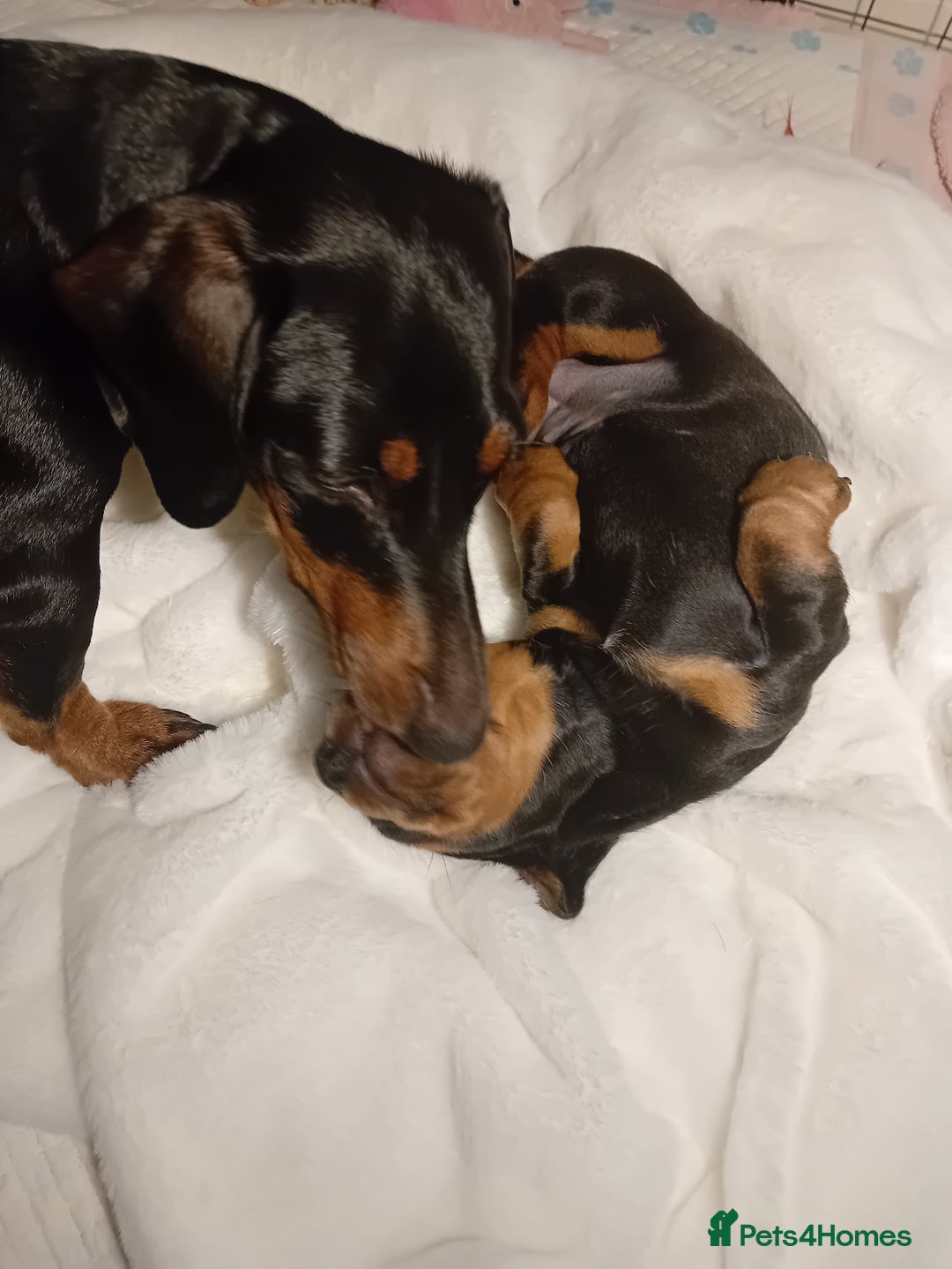 Miniature Dachshund dogs for sale: Miniature short haired daschunds  - Image 12