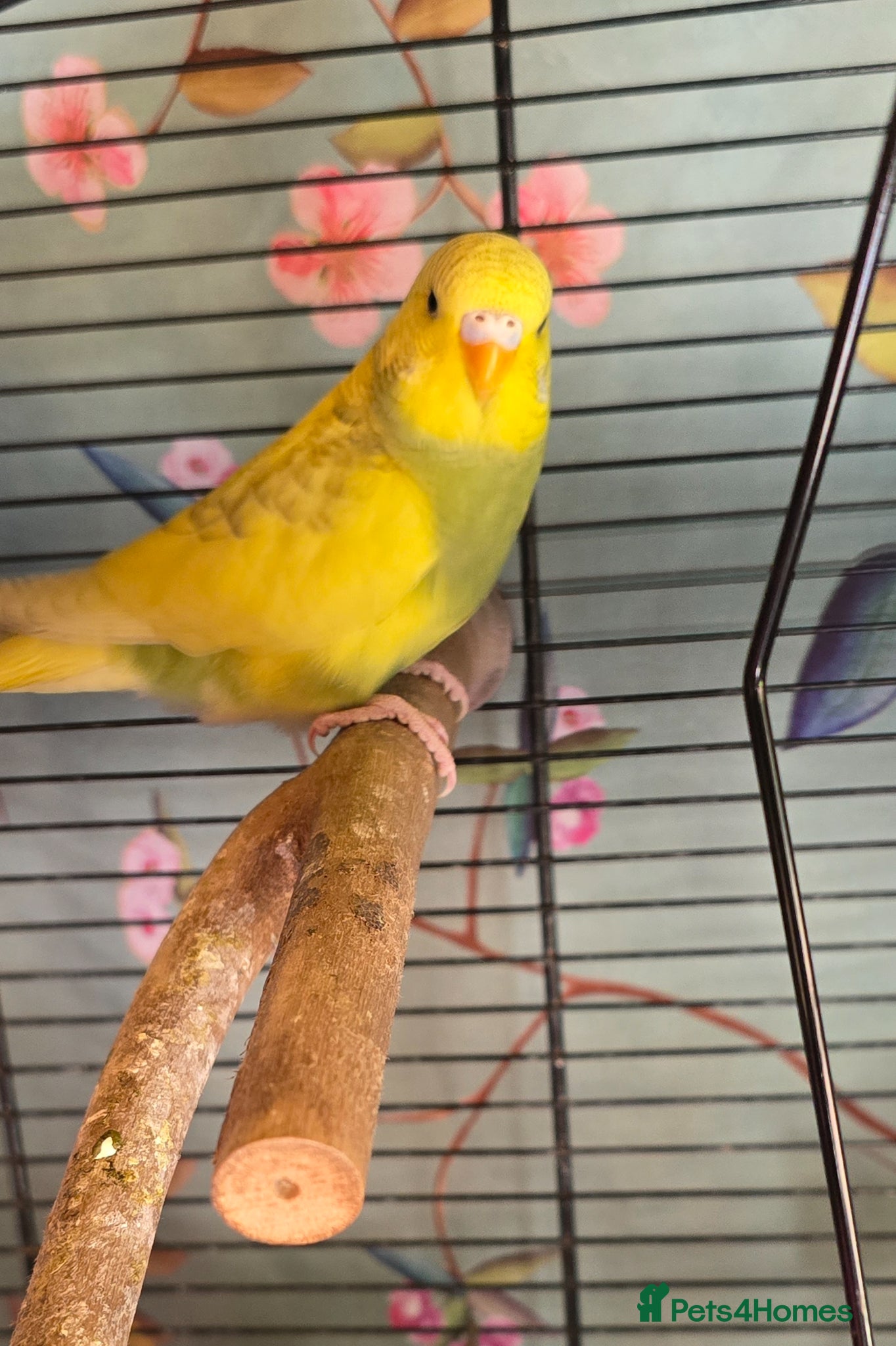Budgerigars birds Gorgeous Baby Budgies - Advert 2