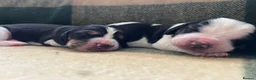 Basset Hound dogs for sale: Beautiful KC registered basset hounds - Advert 23