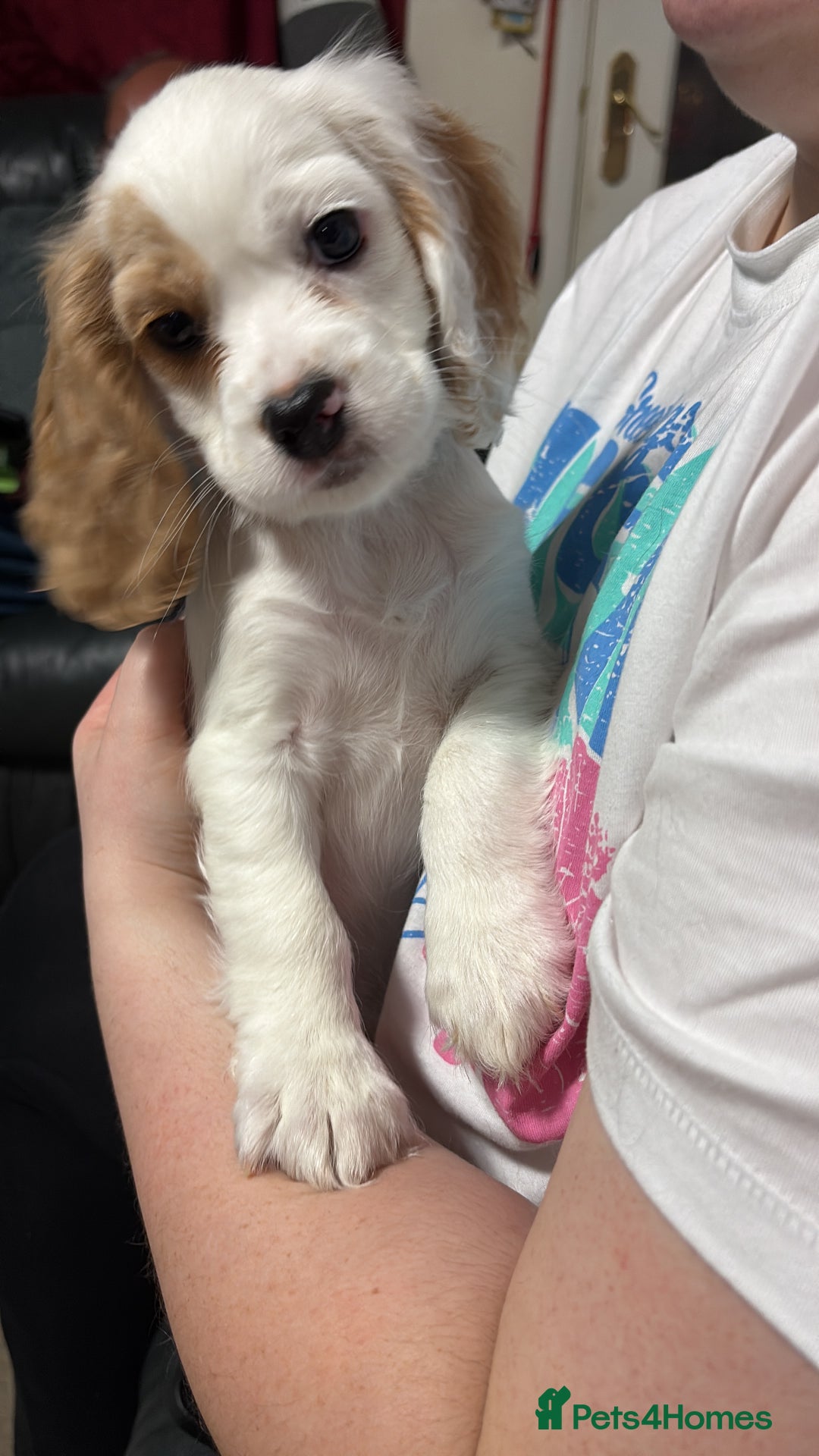 Cockalier dogs for sale: Cocker spaniel - Advert 2