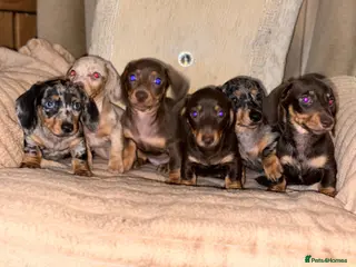 Miniature Dachshund dogs Miniature dashaund puppy’s ready now - Advert 10