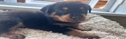 Rottweiler dogs for sale: Beautiful Rottweiler Pups  - Advert 7