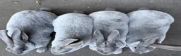 Rex rabbits for sale: Stunning Baby Blue Mini Rex  - Advert 3