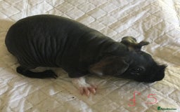 Guinea Pig rodents for sale:  skinny pigs  in Lewes - Image 15