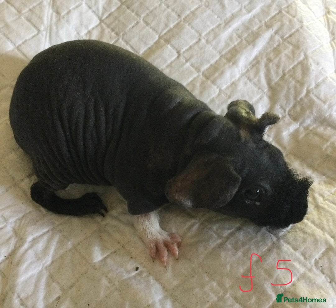 Guinea Pig rodents for sale:  skinny pigs  in Lewes - Image 15