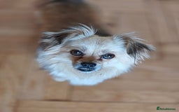 Pekingese dogs for adoption: 💖🐶 ROSA 🐶💖 - Image 12