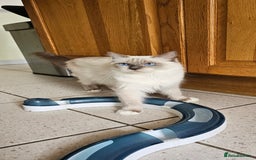 Ragdoll cats for sale: Adorable Ragdoll Kittens for Sale! 🐱✨ - Image 5