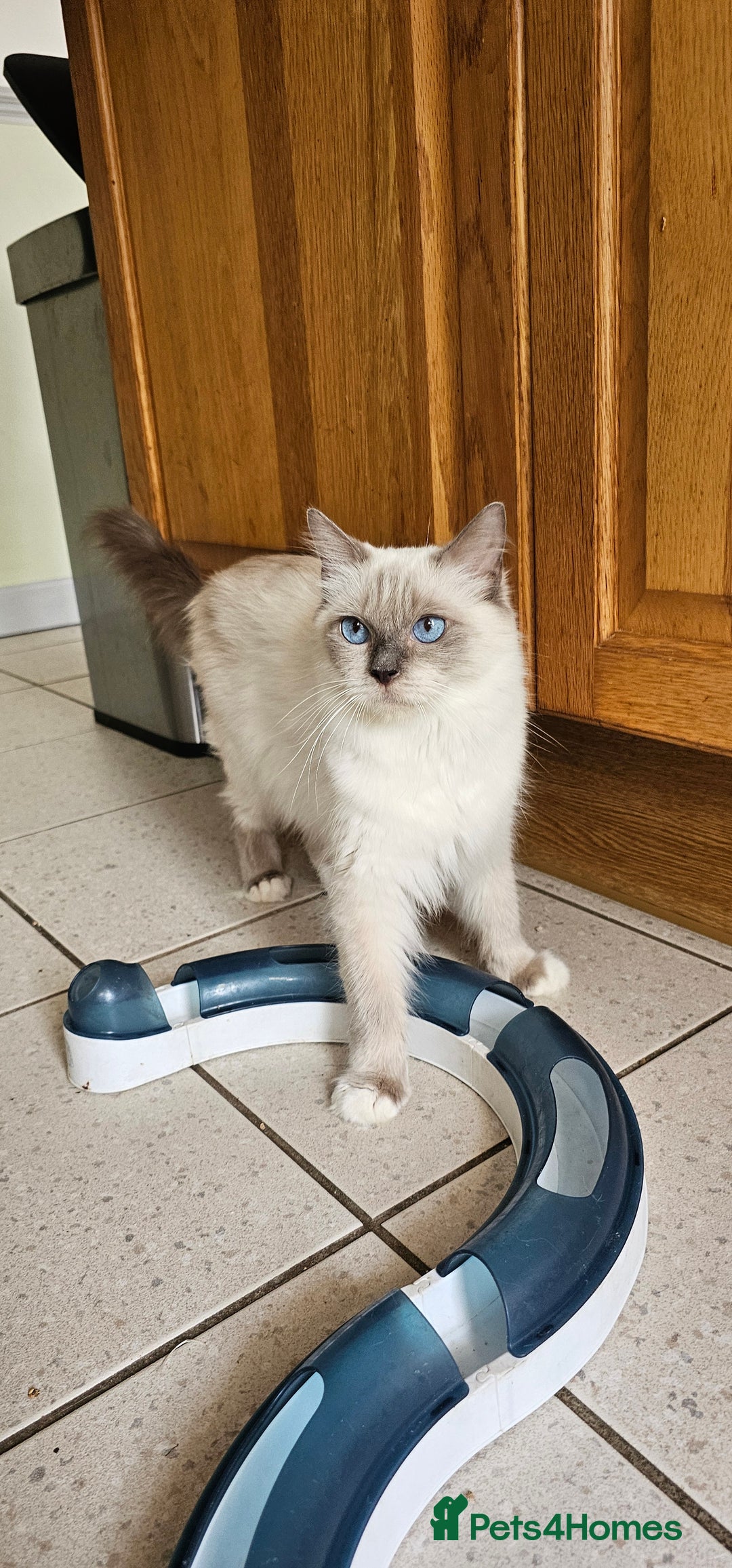 Ragdoll cats for sale: Adorable Ragdoll Kittens for Sale! 🐱✨ - Image 5