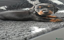 Miniature Dachshund dogs for sale: KC Miniature Dachshund Pups  - Image 10